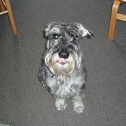 Mellemschnauzer Ozzy ( * Januar 2003 - + August 2013)