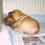 Staffordshire bull terrier Bella