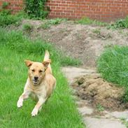 Labrador retriever Putte