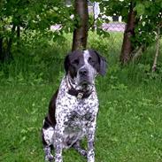 Amerikansk bulldog Tyson