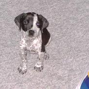 Amerikansk bulldog Tyson