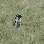 Amerikansk bulldog Tyson