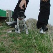 Amerikansk bulldog Tyson