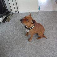 Staffordshire bull terrier (engelsk)Ginger <3 <3 <3 R.I.P <3 <3 <3