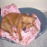 Staffordshire bull terrier (engelsk)Ginger <3 <3 <3 R.I.P <3 <3 <3