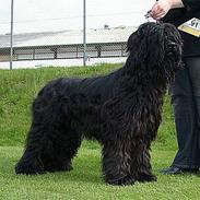 Briard Cody