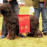 Briard Cody