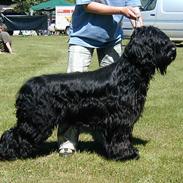 Briard Cody