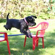 Dvaergschnauzer Sophie