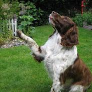 Engelsk springer spaniel Twister F.T. "R.I.P"