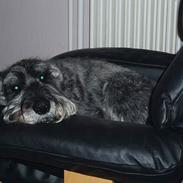 Mellemschnauzer Ozzy ( * Januar 2003 - + August 2013)