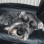 Mellemschnauzer Ozzy ( * Januar 2003 - + August 2013)