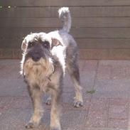 Mellemschnauzer Ozzy ( * Januar 2003 - + August 2013)