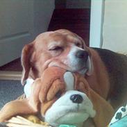 Beagle Molly Død 1/10-06 :(
