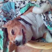 Beagle Molly Død 1/10-06 :(