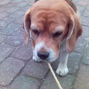 Beagle Molly Død 1/10-06 :(