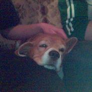 Beagle Molly Død 1/10-06 :(