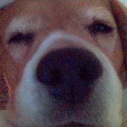 Beagle Molly Død 1/10-06 :(