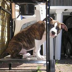 Amerikansk staffordshire terrier Cæsar