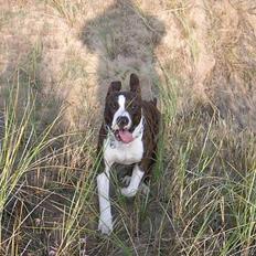 Amerikansk staffordshire terrier Cæsar