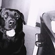 Blanding af racer Bastian