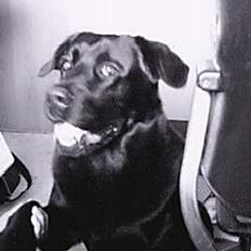 Blanding af racer Bastian