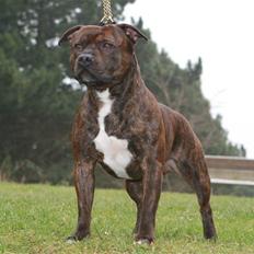 Staffordshire bull terrier DKCH.Enoddens Kind Devil