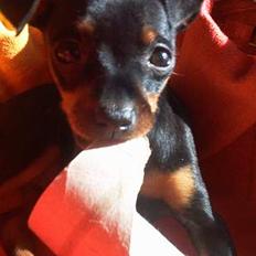 Dvaergpinscher Ninja