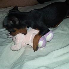 Dvaergpinscher Ninja