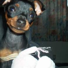 Dvaergpinscher Ninja