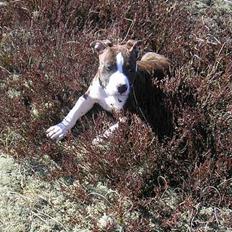 Amerikansk staffordshire terrier Cæsar