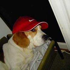 Beagle Gangster Gipsy " Samson"