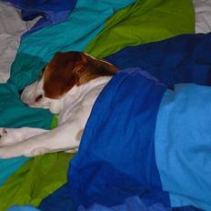 Beagle Gangster Gipsy " Samson"