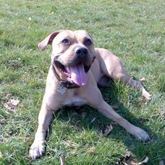 Amerikansk staffordshire terrier Malou Moniq