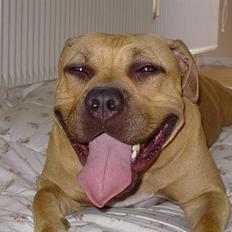 Amerikansk staffordshire terrier Malou Moniq