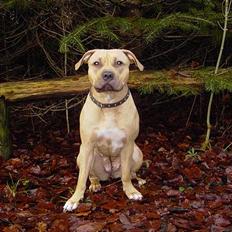 Amerikansk staffordshire terrier Malou Moniq