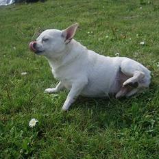 Chihuahua Chico DØD D.23-9-06