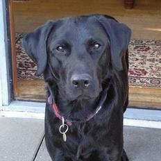 Blanding af racer Mille