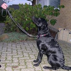 Blanding af racer Mille