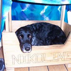 Blanding af racer Nicoline