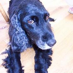 Blanding af racer Nicoline