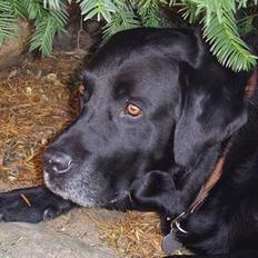 Labrador retriever Jensen