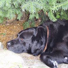 Labrador retriever Jensen