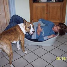 Amerikansk staffordshire terrier Bess