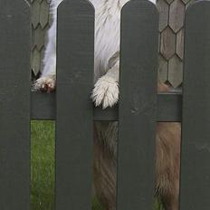Australian shepherd Dreamcatchers' Spiced Rum - Elvis