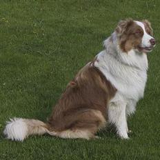 Australian shepherd Dreamcatchers' Spiced Rum - Elvis
