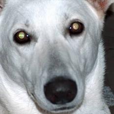 Hvid Schweizisk Hyrdehund paw