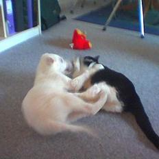 Hvid Schweizisk Hyrdehund paw