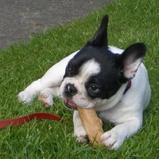 Fransk bulldog Frigg