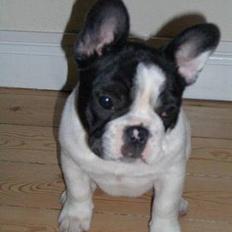 Fransk bulldog Frigg